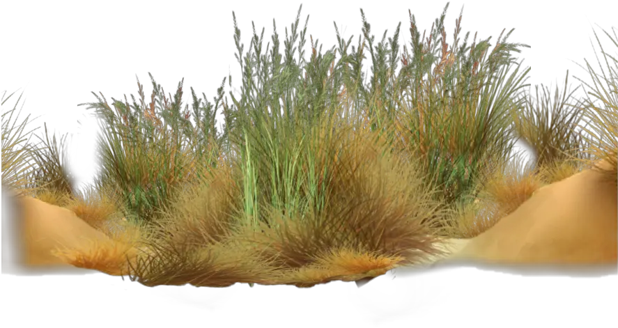 grass Desert Grass Png