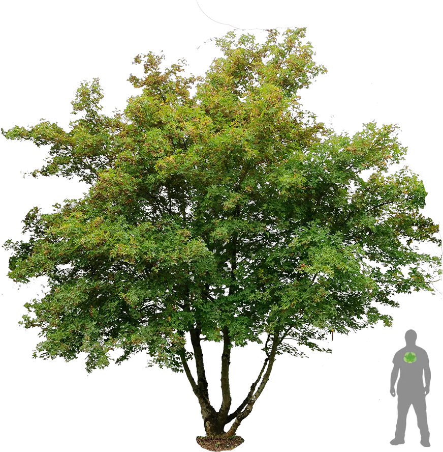 Png Trees And Plants Free Download