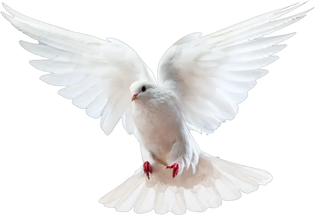 Columbidae Bird Doves As Symbols Domestic Pigeon Holy Spirit Dove Png