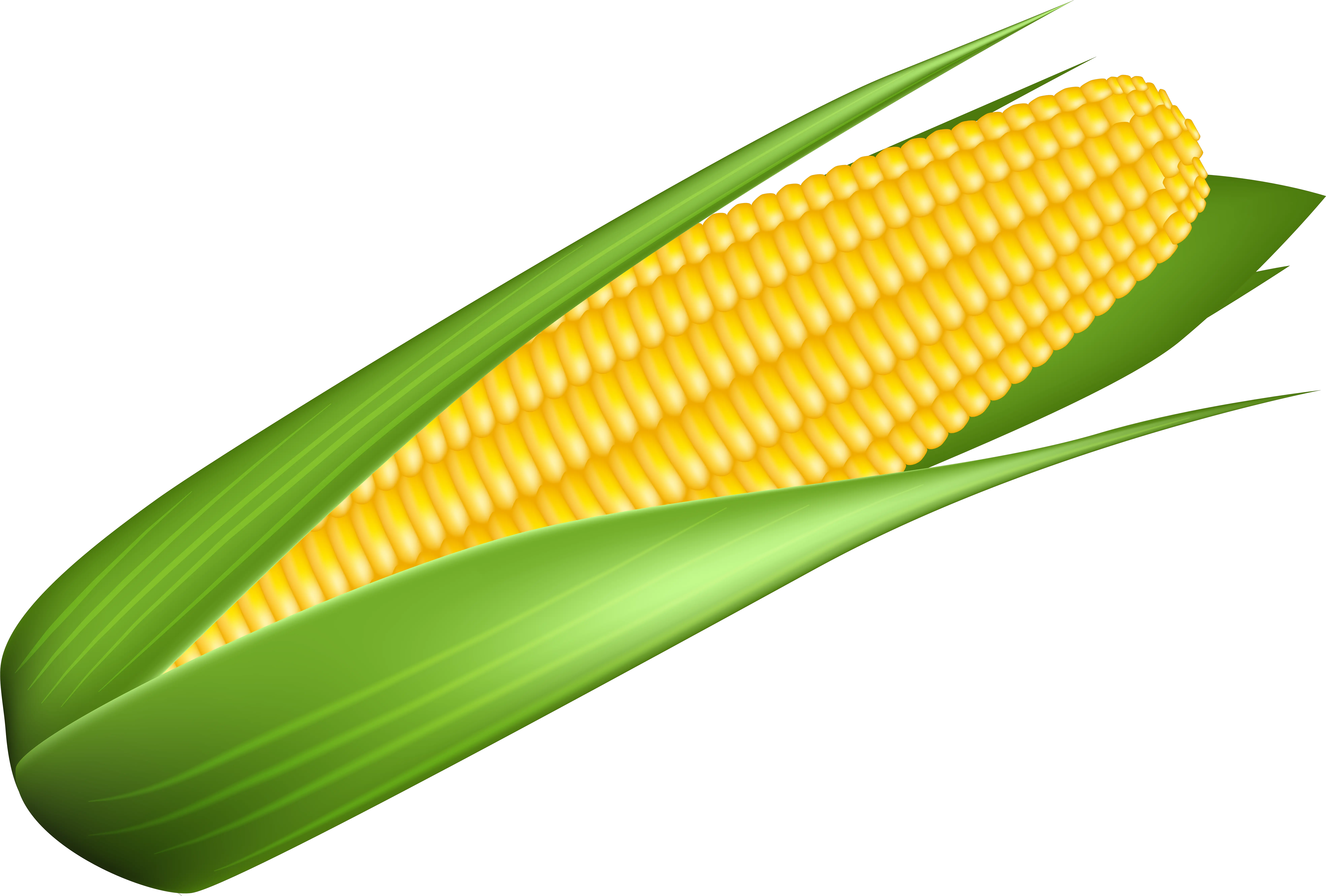 Corn Transparent Image Transparent Background Corn Clipart