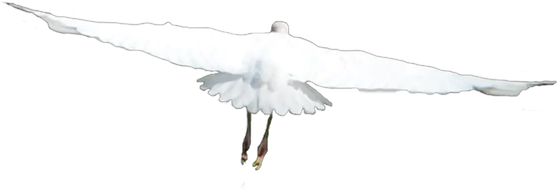 White Birds Png Flying Birds White Birds Png