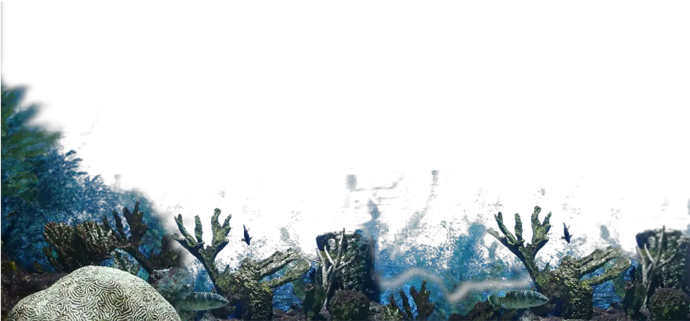 Transparent Sea Plants Png Ocean Plants Png