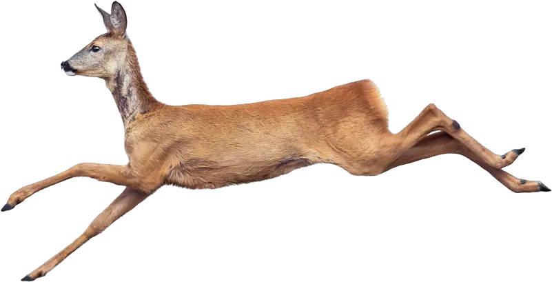 Running Deer Png Hd Image Deer