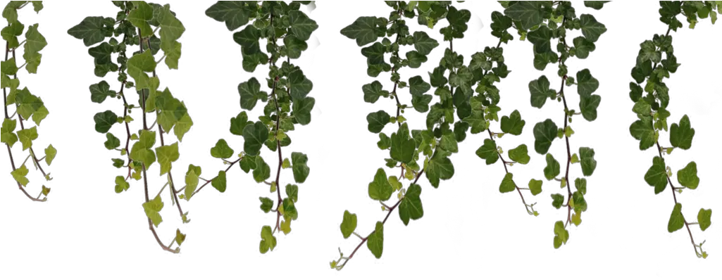 Jungle Vines Clipart