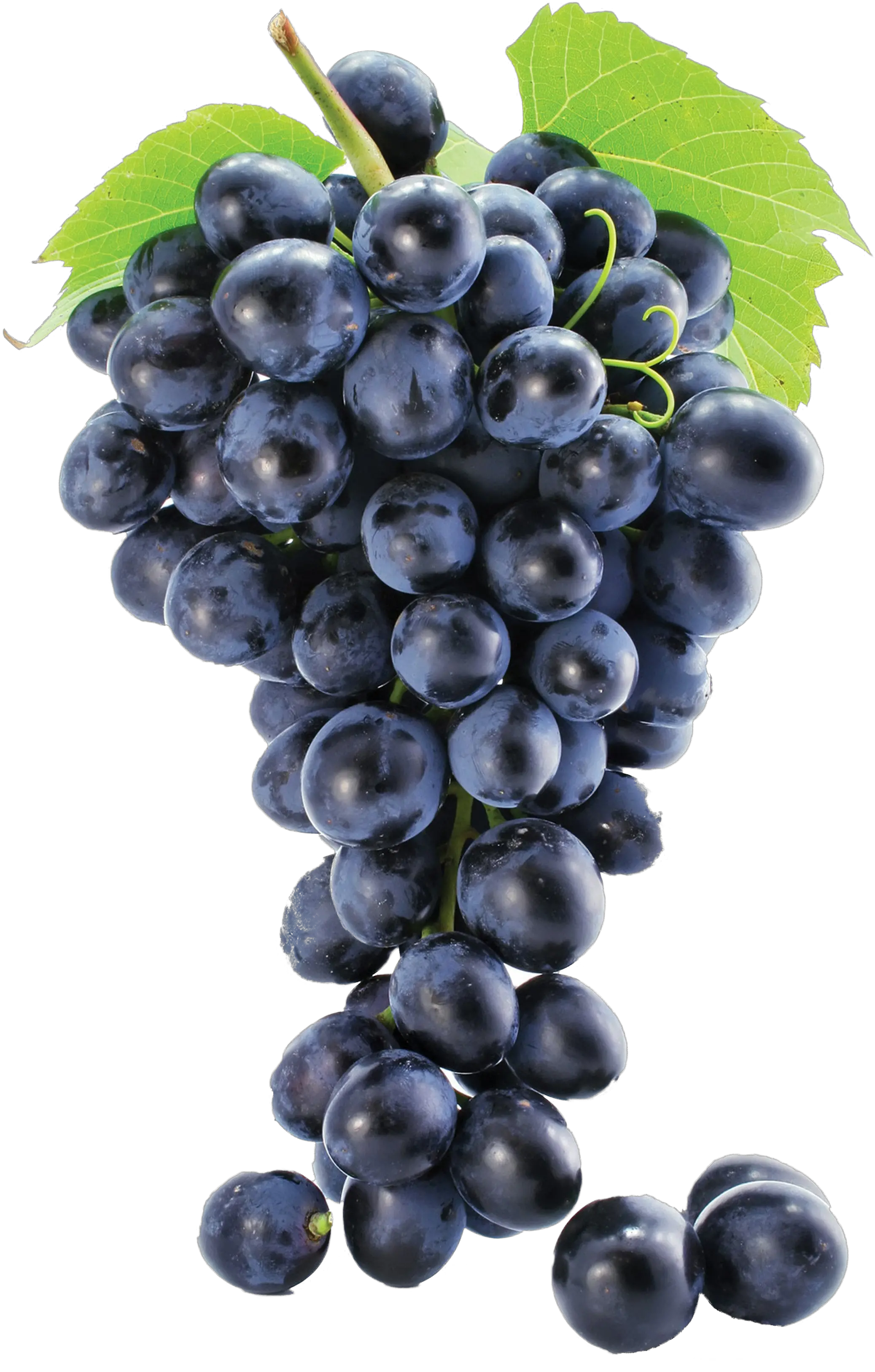Grapes Png Image Grape Png