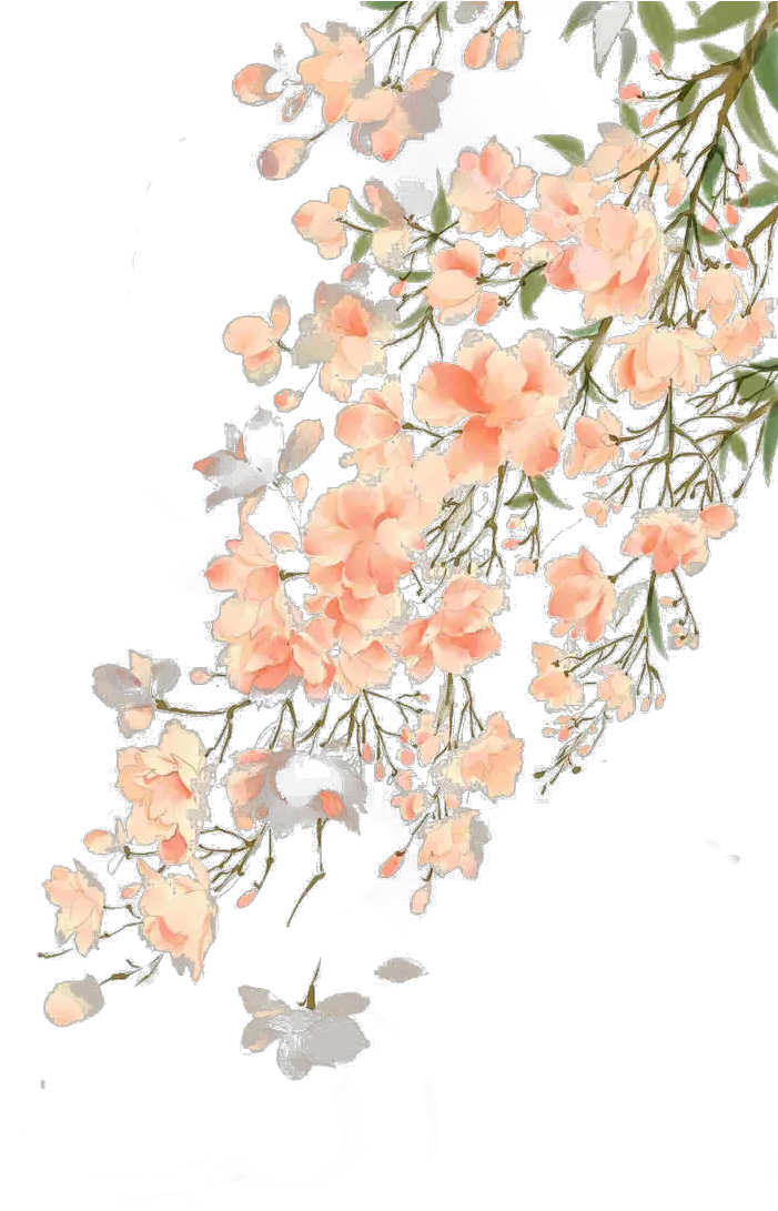 Transparent Beautiful Flower Clipart Peach Background With Flowers