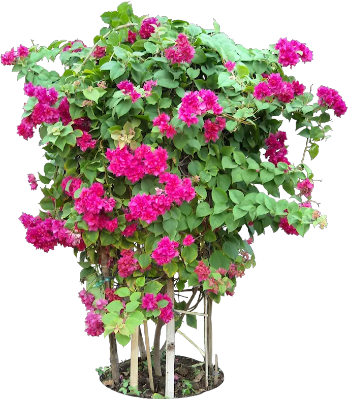 Tropical Plant Pictures Bougainvillea Flower Tree Png