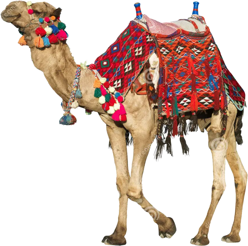 Camel Transparent Rajasthani Camels Saddle