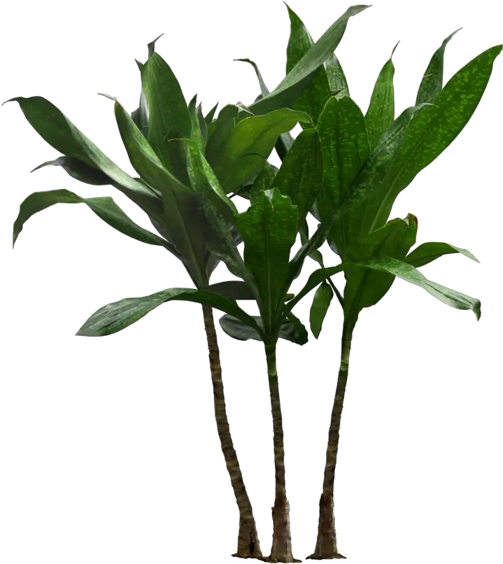 Houseplant Flowerpot Clip Art Palm Trees Plants Transparent Background Plant Pot Png
