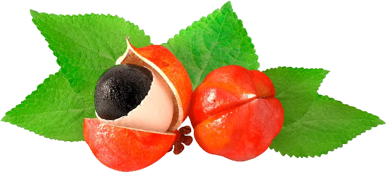 Guarana Guarana Png