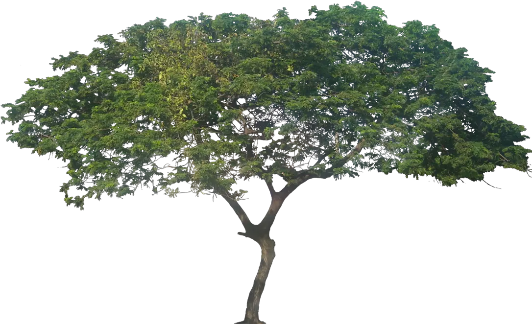 African Trees Png Samanea Saman Rain Tree Png