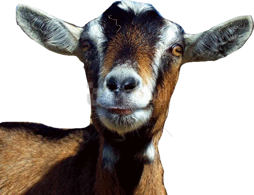 Transparent Goats Png Goat Head Transparent Background