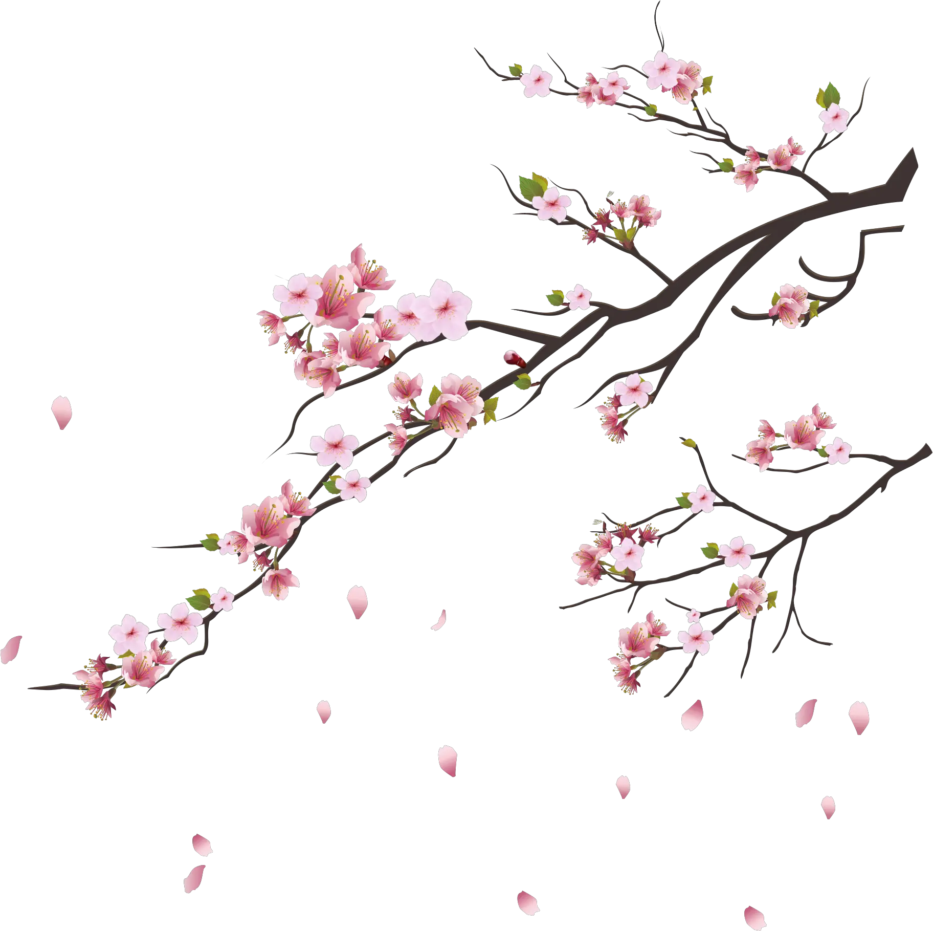 Pink Blossoms Tokyo Blossom Cherry Tsukasa Branch Clipart Cherry Blossom Branch Png