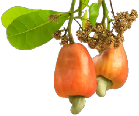 Cashew Png Transparent Images Cashew Nut Tree Png