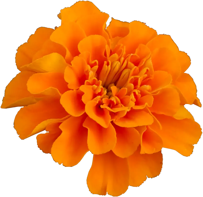 Mexican Marigold Flower Pot Marigold Plant Household Transparent Marigold Flower Png