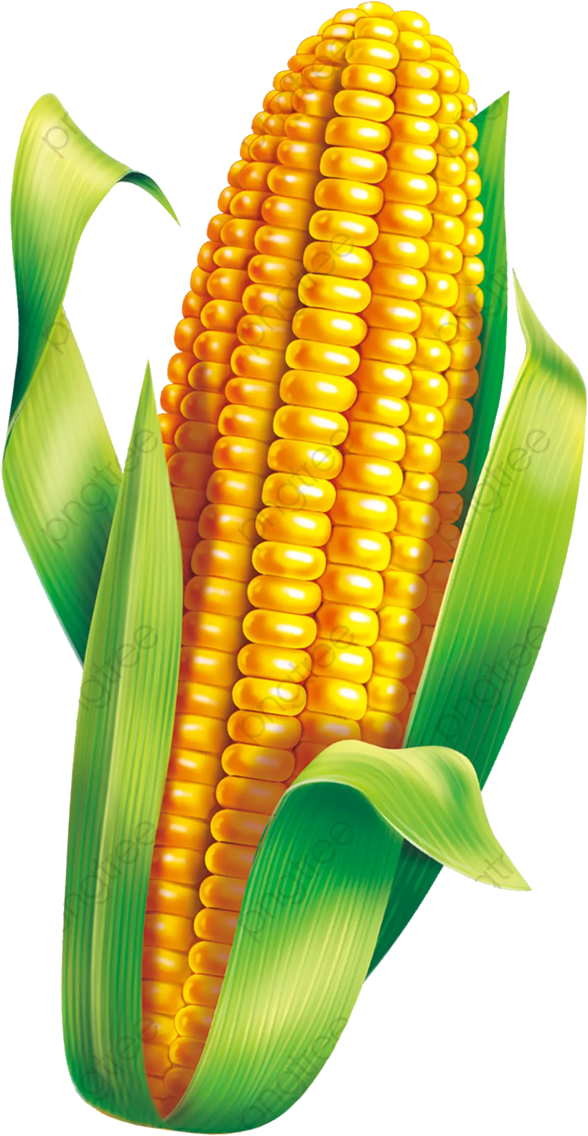 Corn Material Clipart Green Transparent Png Milho Verde Festa Junina Png