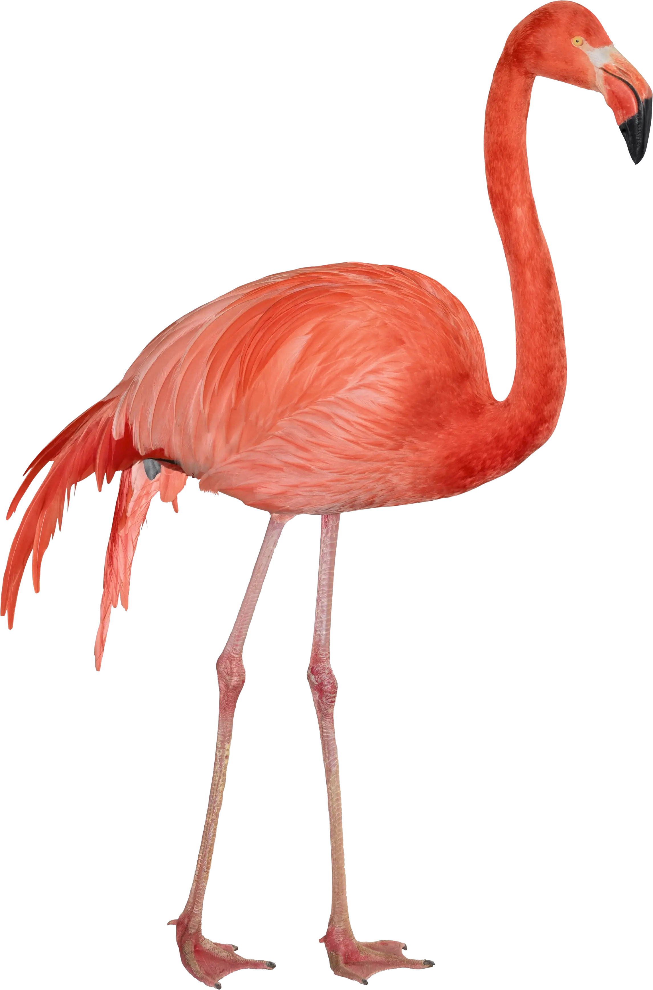 Real Flamingo Png