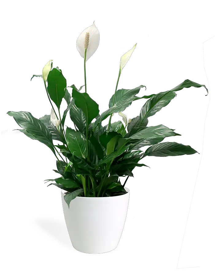 Peace Lily Transparent