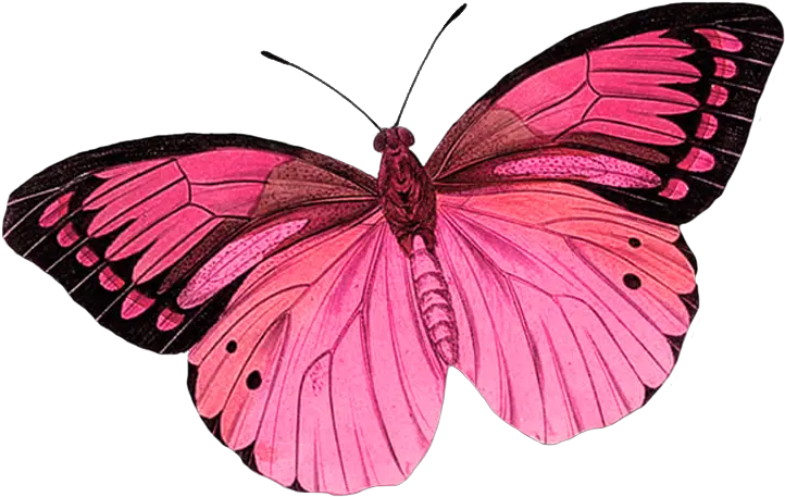 Monarch Butterfly Greta Oto Clip Art Pink Butterfly No Background