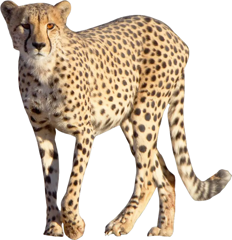 Cheetah Png Download Cheetah Png