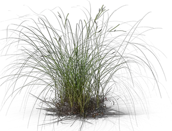 Sweet Grass