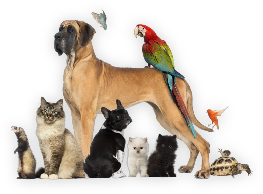 Group Of Pets Dog Cat Bird Reptile Rabbit Pvj6bhu Pet Sitting