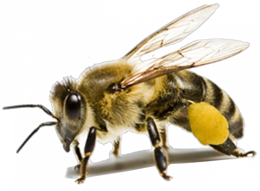 Honey Bee Transparent Background