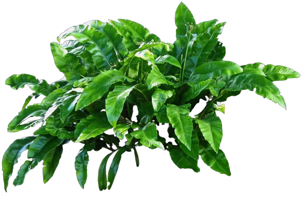 Green Plants Png Transparent Plant Png
