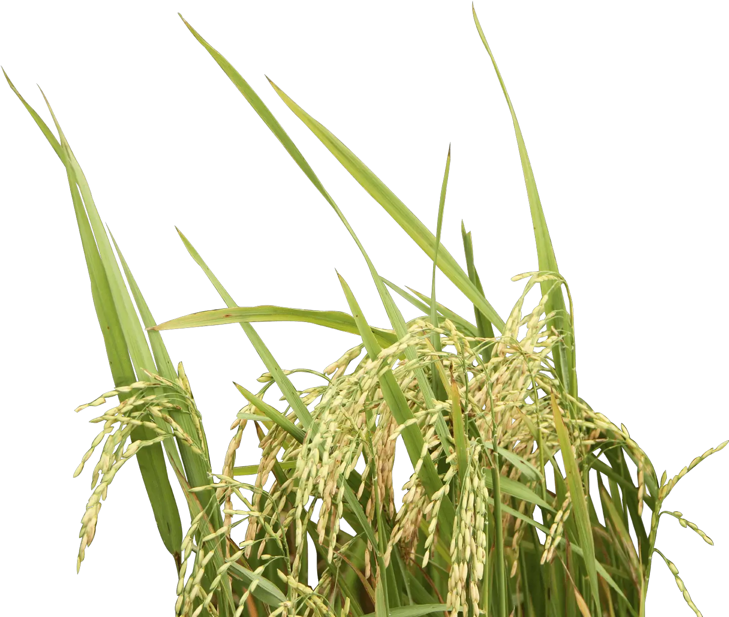 Rice Plant Transparent Background