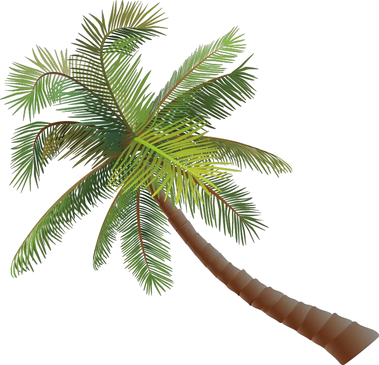 Asian Palmyra Palm Coconut Euclidean Vector Pohon Kelapa Vektor