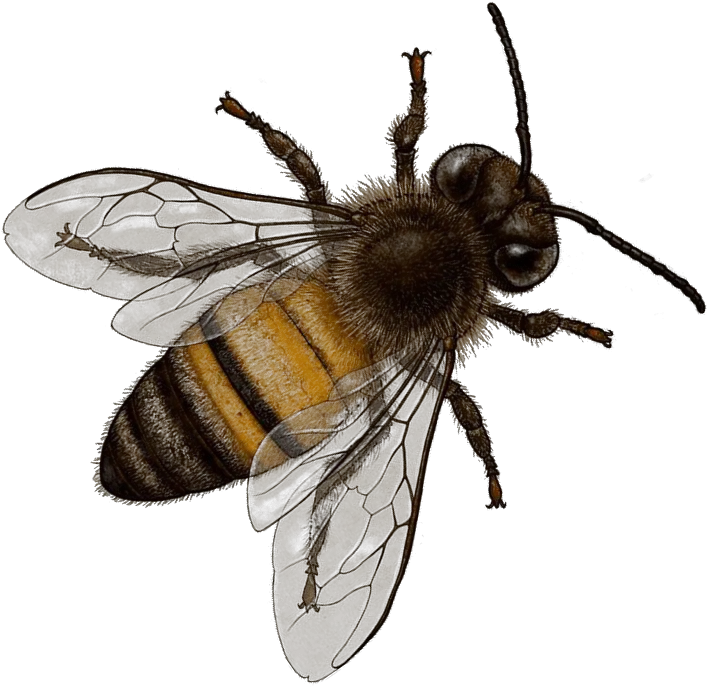 Honey Bee Transparent Background Bee Png
