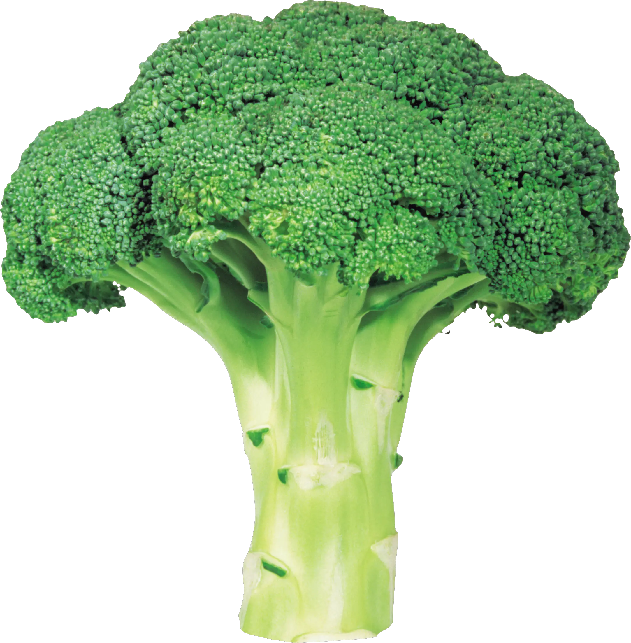 Broccoli Png Image With Transparent Background Broccoli Png