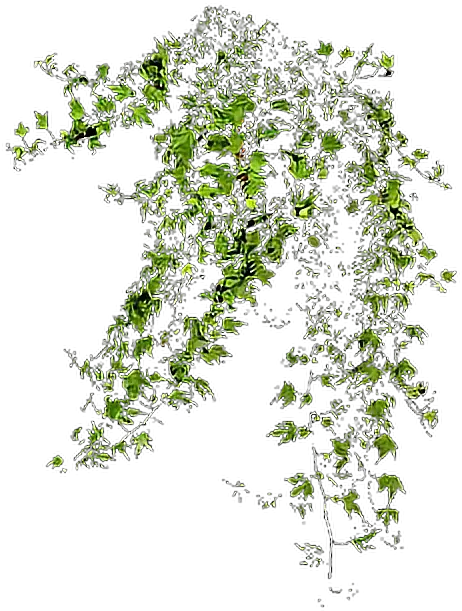 enredadera Climbing Plants Png