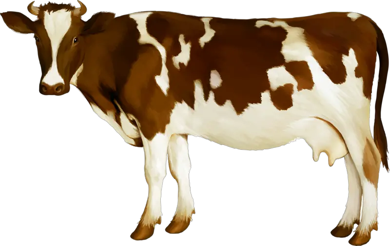 Simmental Cattle Milk Dairy Cattle Calf Dairy Cow