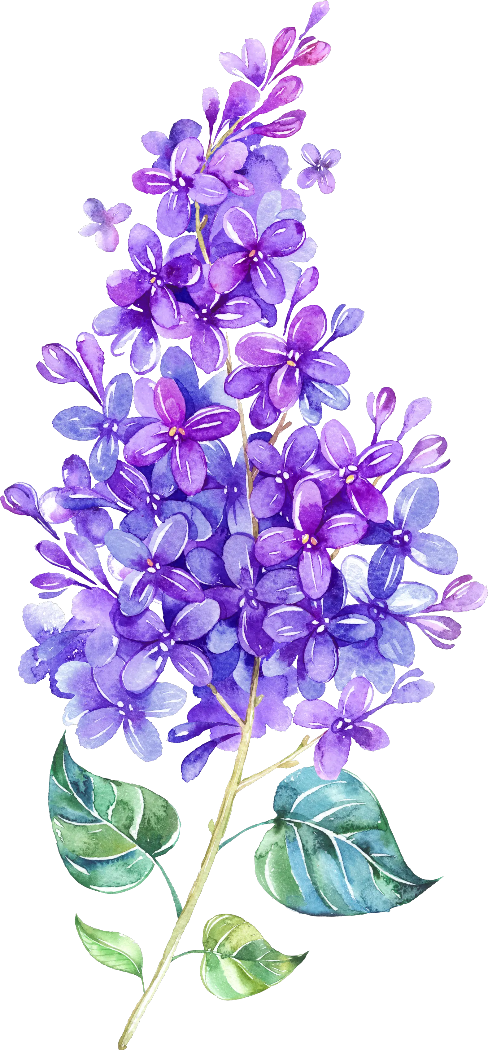 Lavender Clipart Watercolor Watercolor Lilac Flower