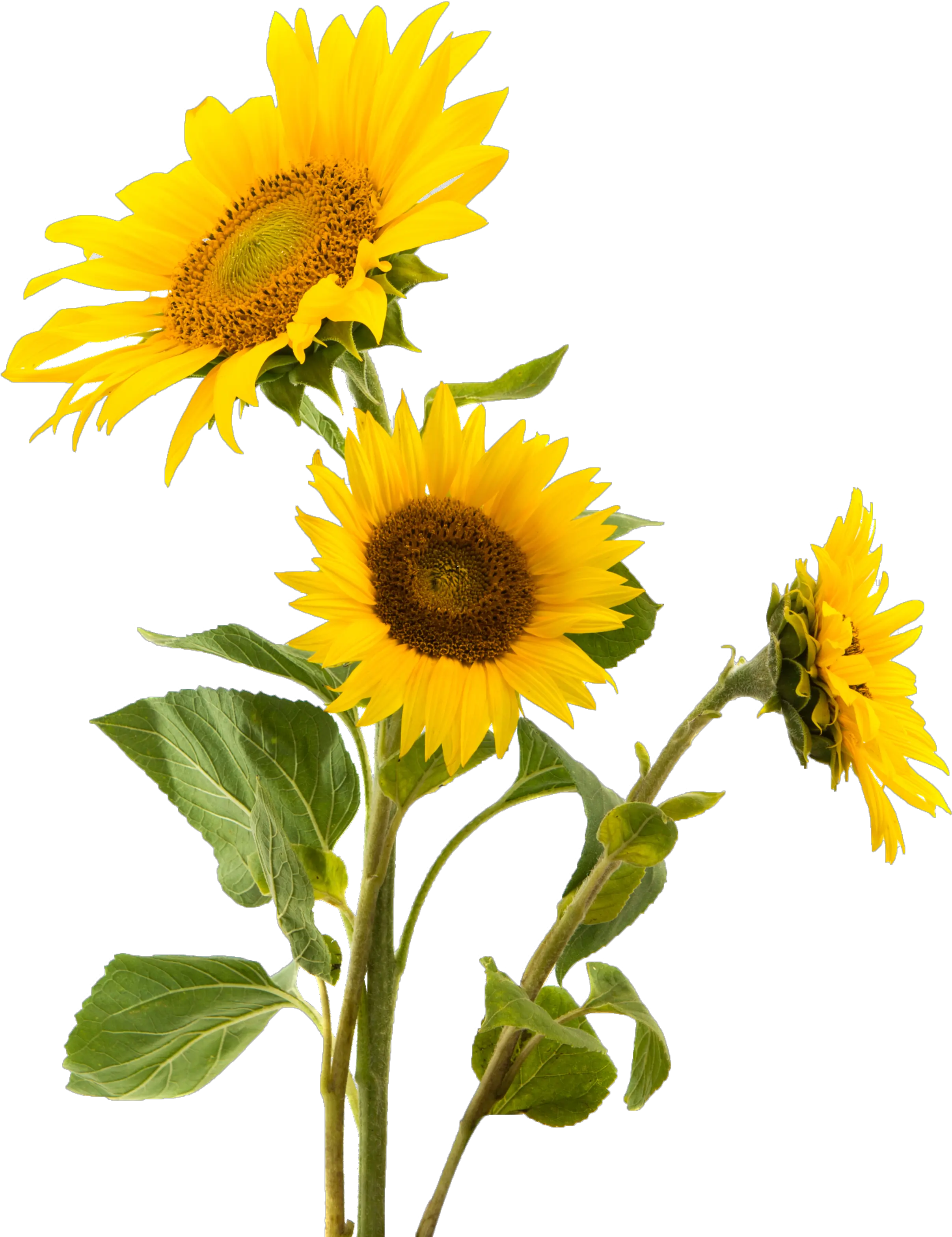 Snack Gluten Sunflower Nut Seed Sunflowers Common Clipart Sunflower Png