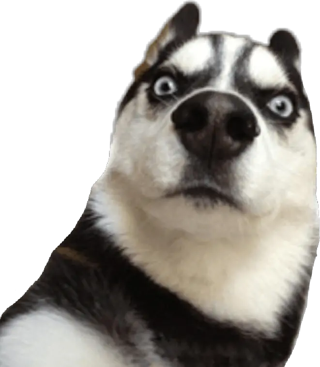 husky dog funny Funny Photos For Whatsapp Stickers