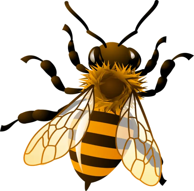 Bee Honeybee Honey Clipart Kid Transparent Png Transparent Background Honey Bee Clipart