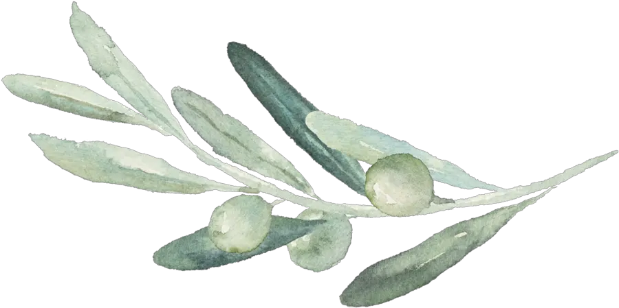 Png Olive Branch Olive Branch Drawing Transparent