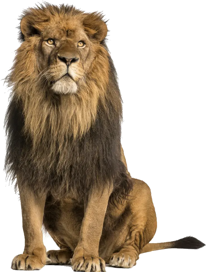 Save Animals Oregon On Twitter Lion Sitting
