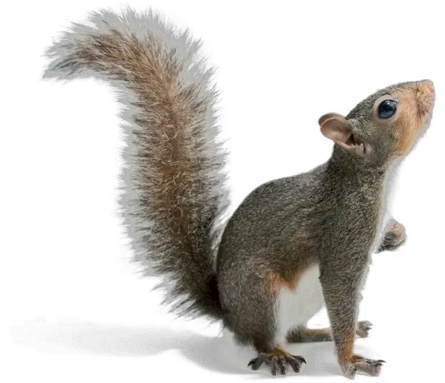 Squirrel Png Download Image Eastern Gray Squirrel Png