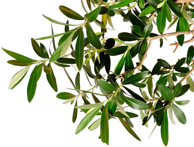 Go To Image Olive Tree Branch Png