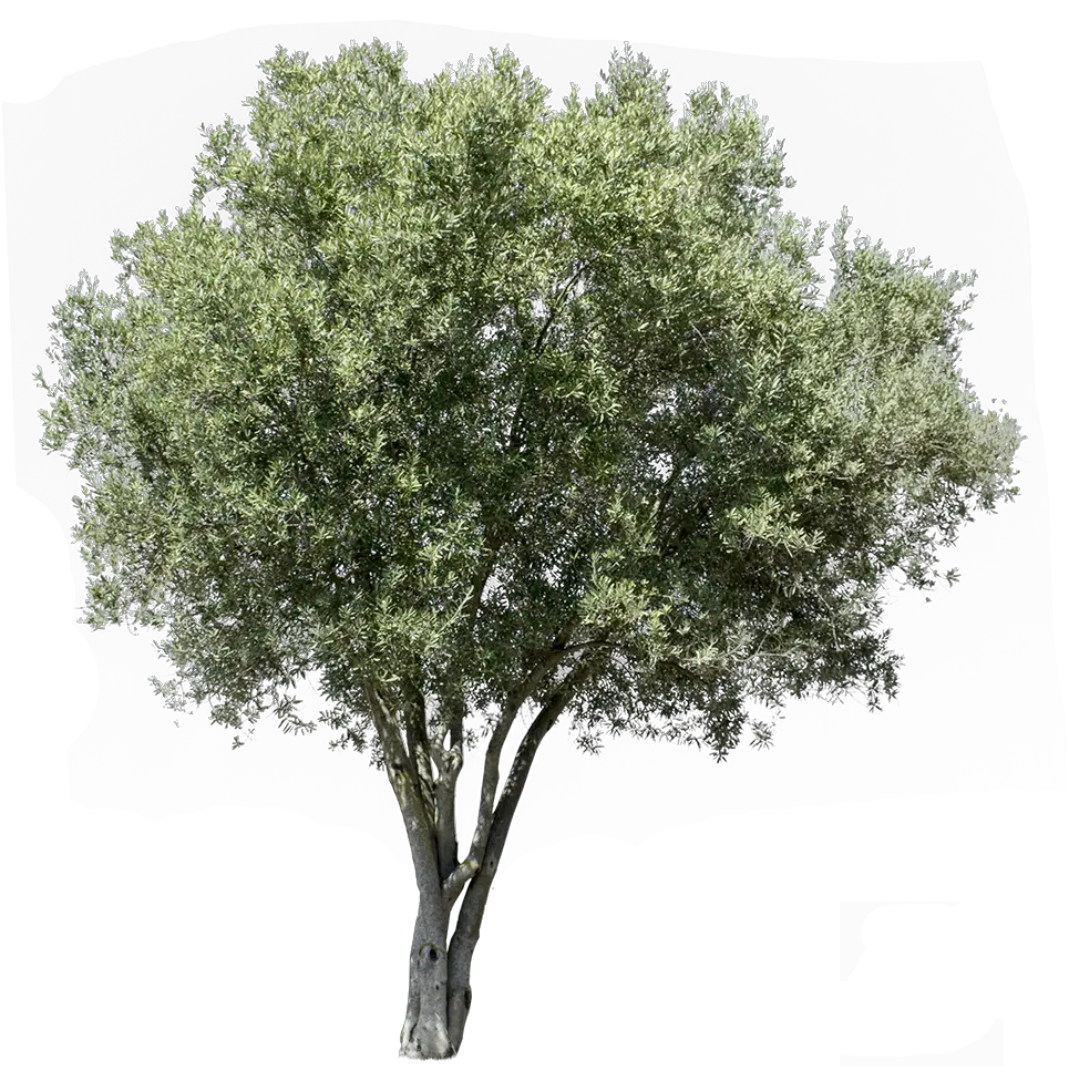 Transparent Background Olive Tree Png