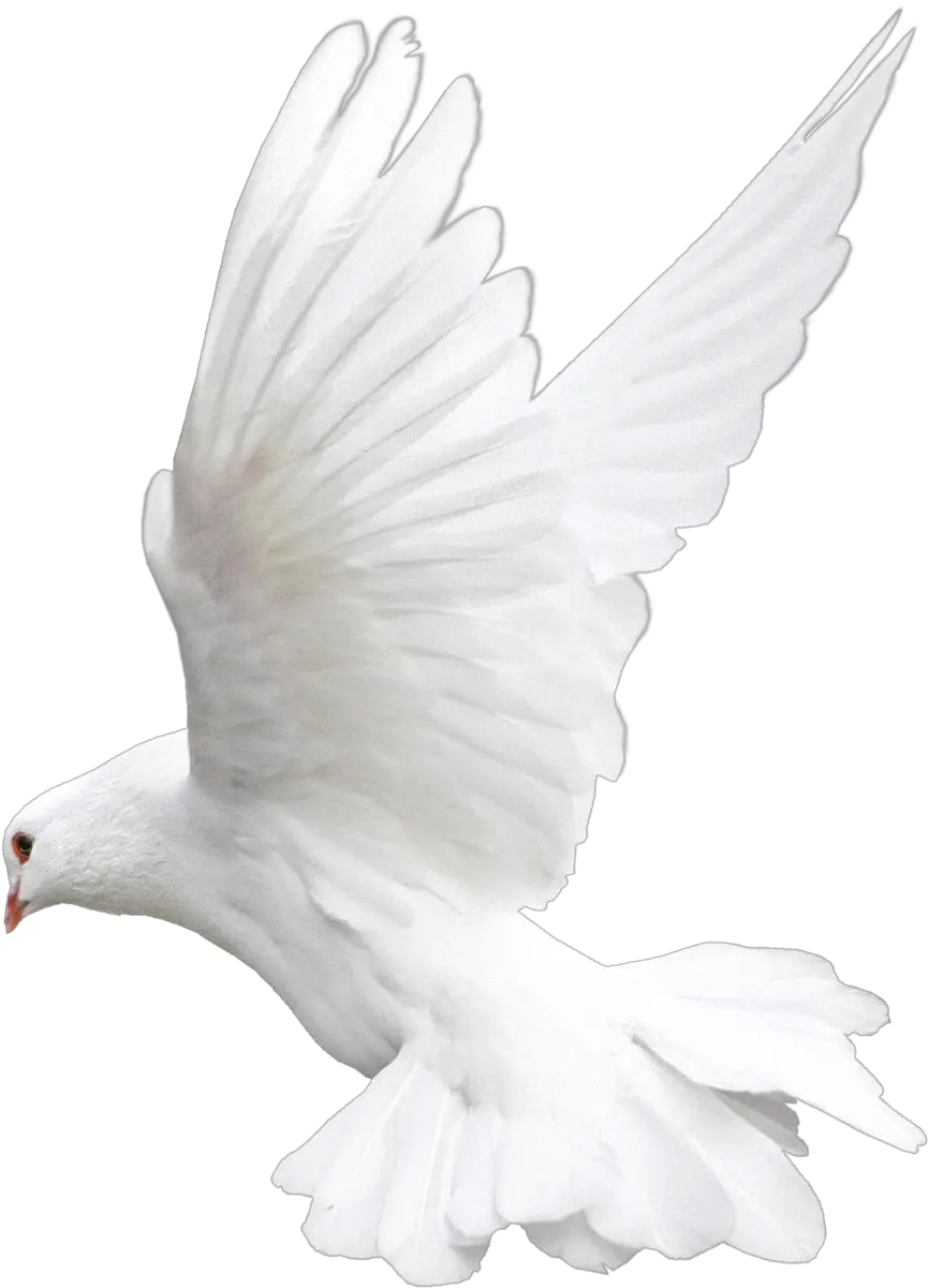White Flying Pigeon Png Image Pavuram Images Hd Download