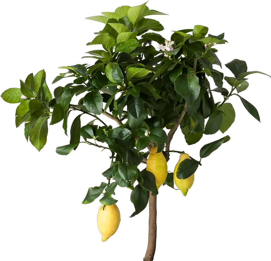 Lemon Tree Png Transparent Lemon Tree Png