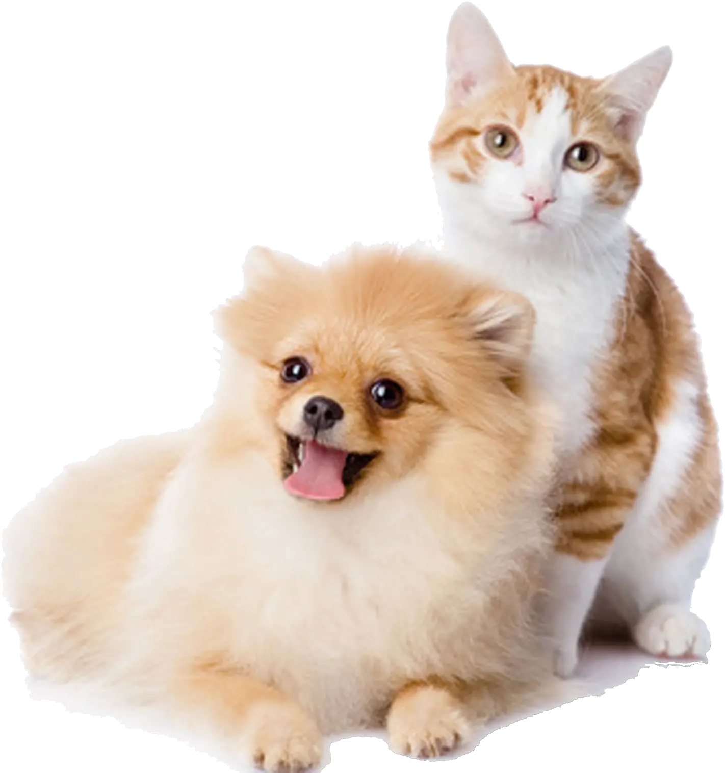 And Play Pet Kitten Dog Cat Cats Clipart Transparent Background Pet Png