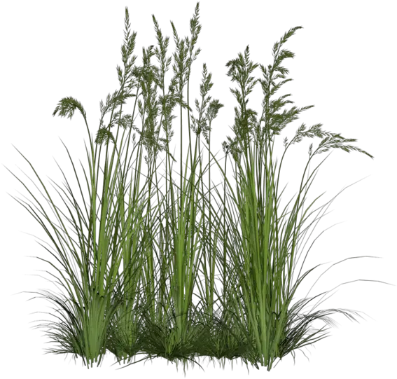 Sweet-grass Transparent Background Plant Png