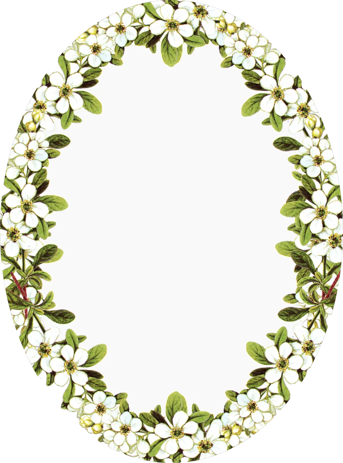 Transparent Oval Frame Png Vintage Flower Frame Png