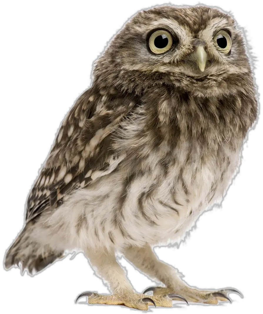 Owl Png Image Transparent Background Owl Png
