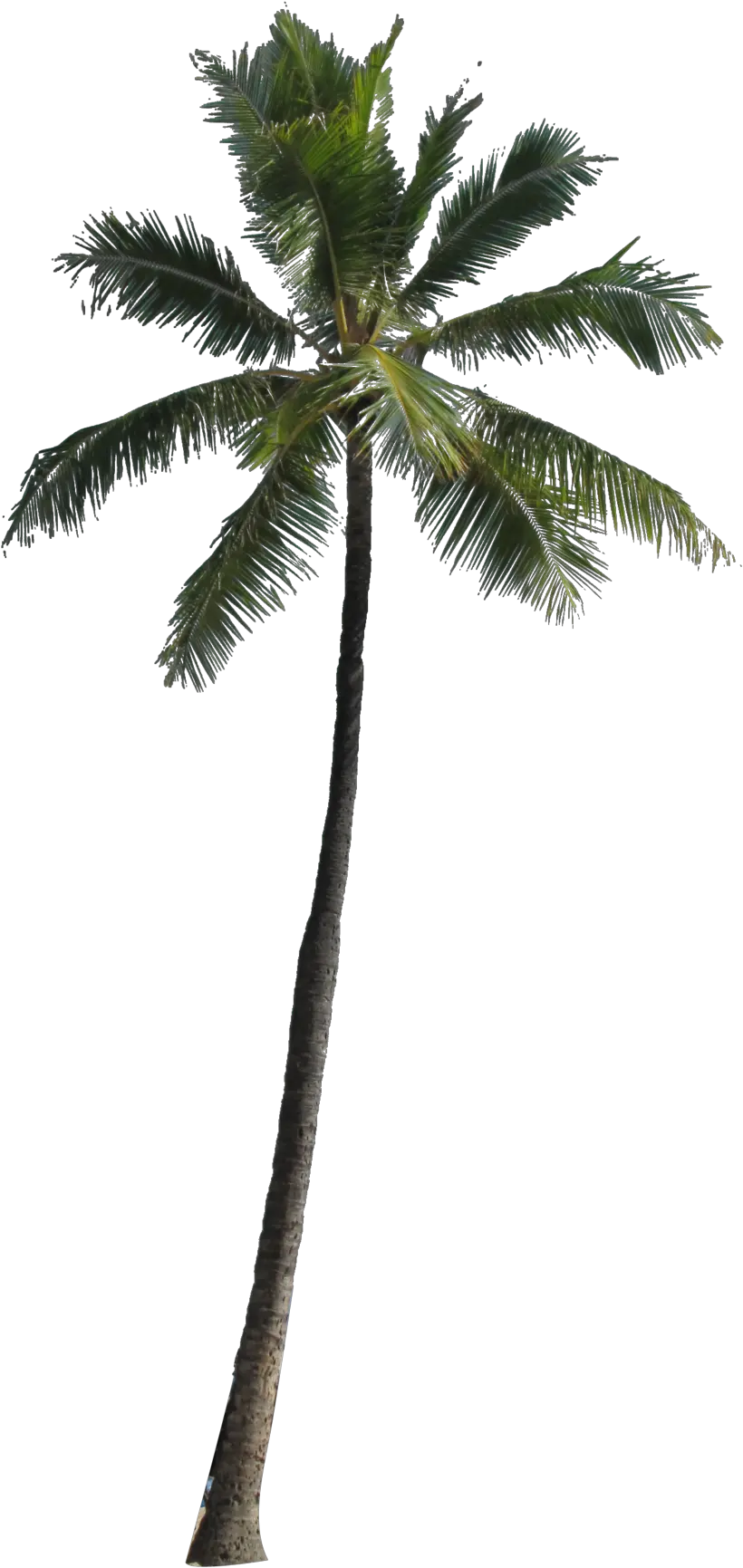 Transparent Coconut Tree Clipart Transparent Background Palm Tree Png